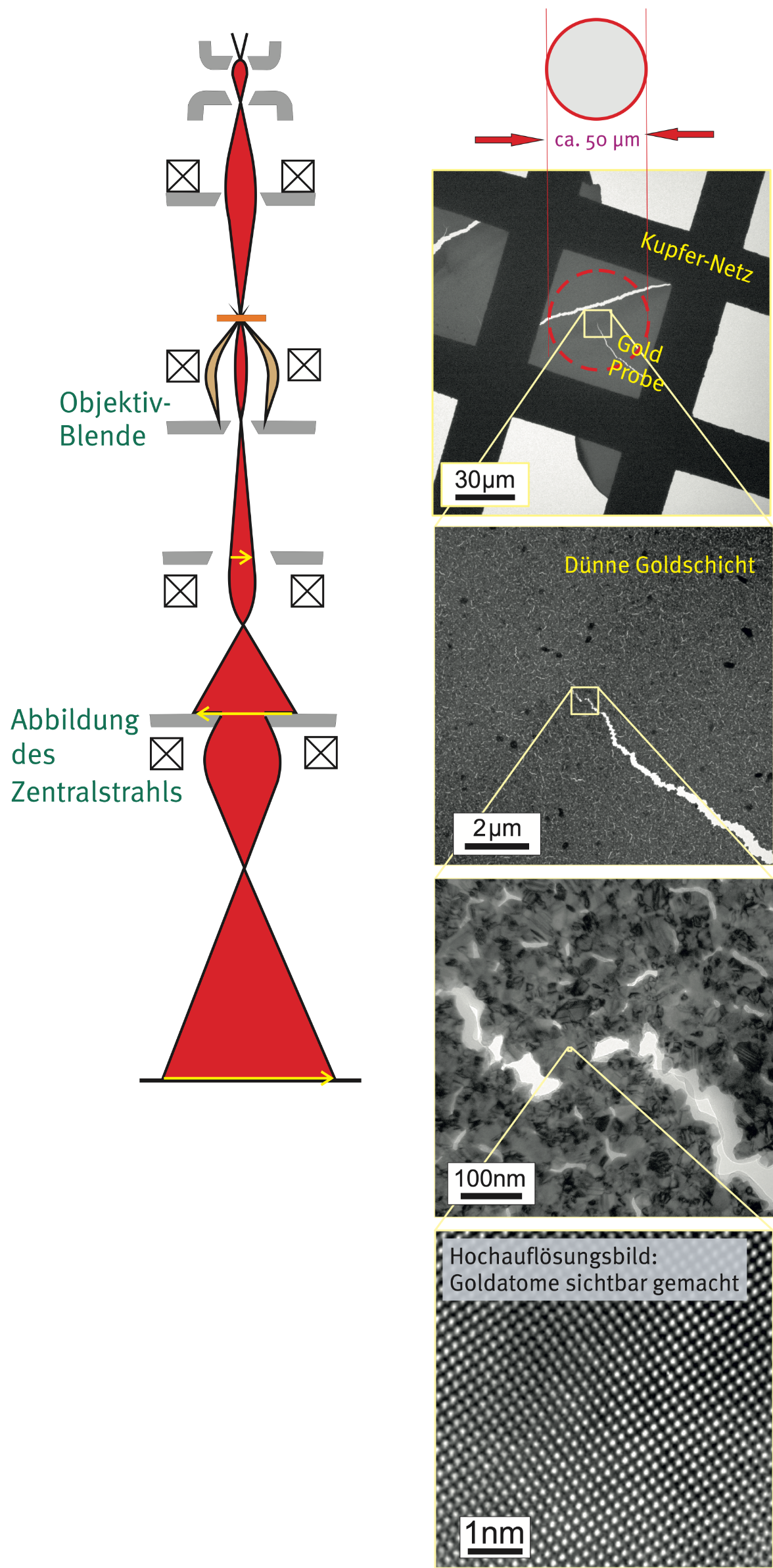 Links Strahlführung im Hellfeldmodus, rechts ein Streifen aus vier Aufnahmen einer Goldschicht, wobei das erste eine Maßstabsskala von 30 Mikrometern, das zweite von 2 Mikrometern, das dritte von 100 Nanometern und das vierte von einem Nanometer hat. Auf dem vierten Bild steht 