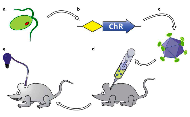 Schema zeigt Bild einer Zelle, die gentechnisch verändert und einer Maus per Spritze verabreicht wird.